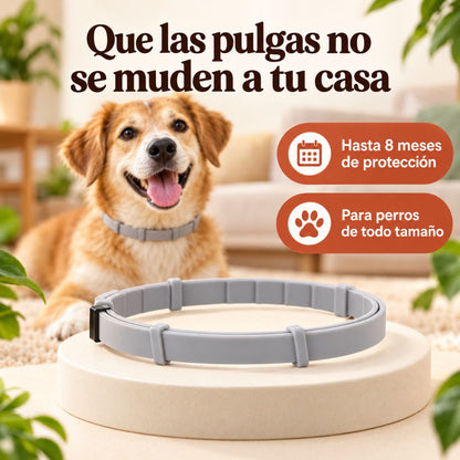 Collar Antipulgas 8 Meses PawHogar