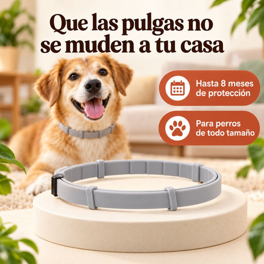 Collar Antipulgas 8 Meses PawHogar
