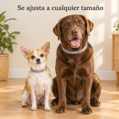 Collar Antipulgas 8 Meses PawHogar